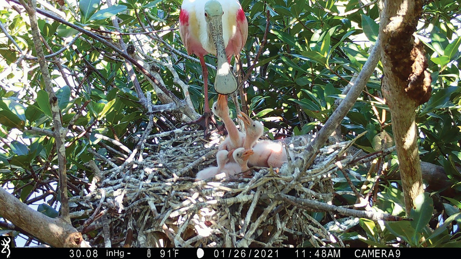 A trail camera image shows a Roseate Spoonbill feeding young at its nest in Florida Bay.